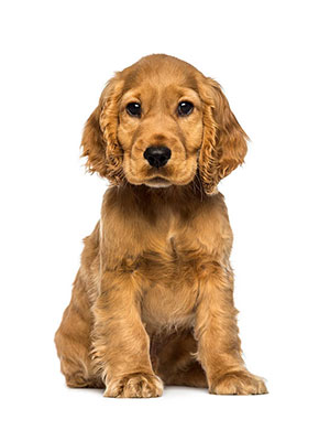 Cocker Spaniel Puppies Sale